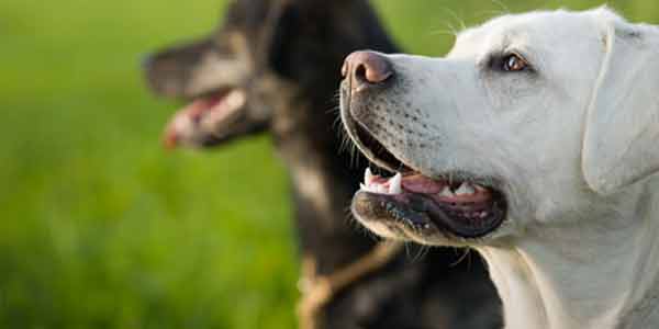 Animal Hoarding Clean Out